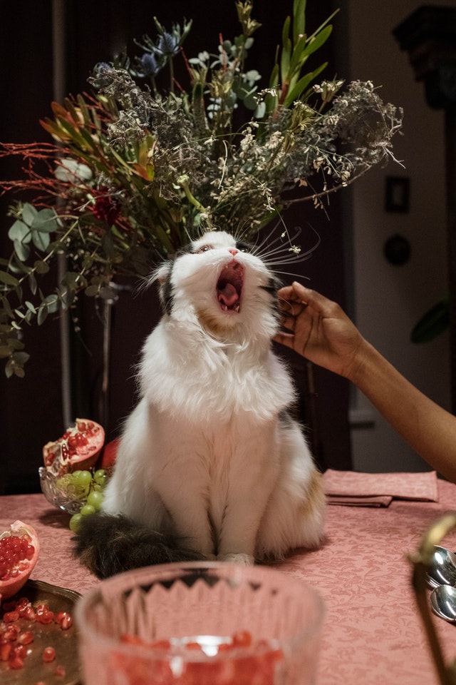 Chat