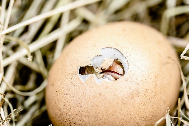 naissance oiseau