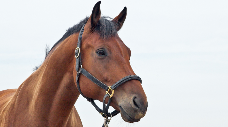 cheval