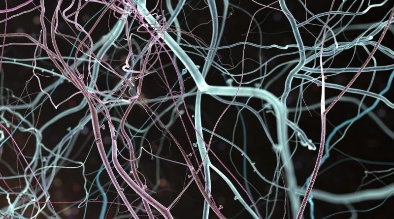 neuropsychologue