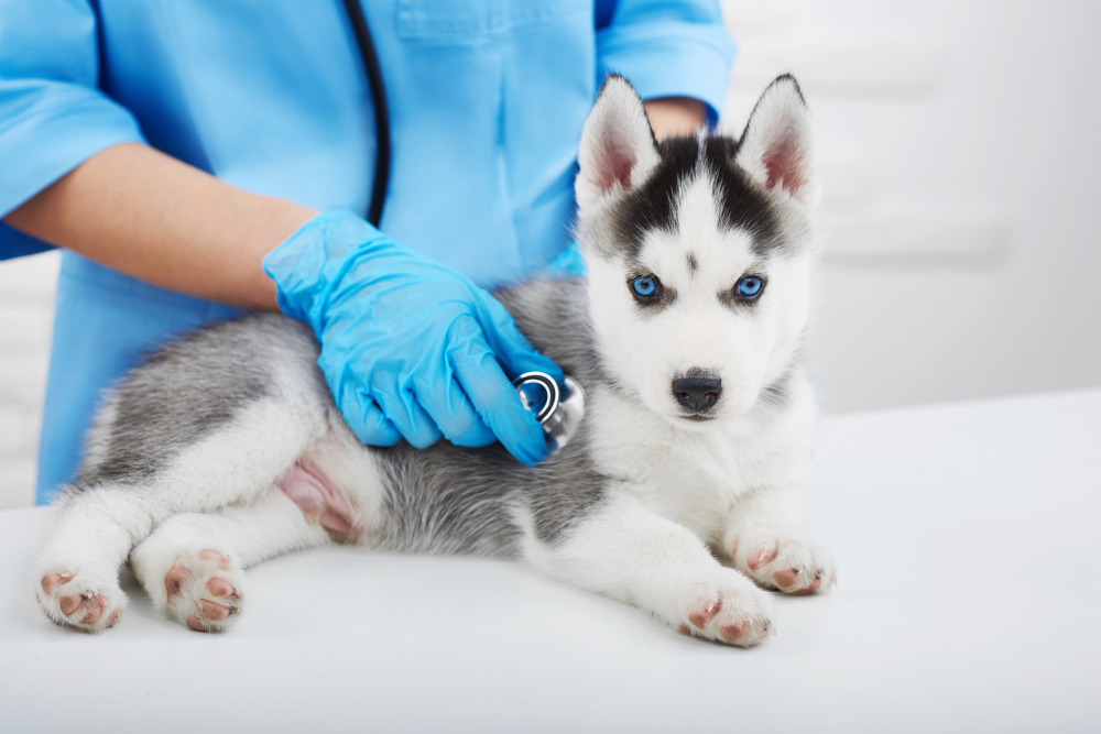 chien chez le vétérinaire