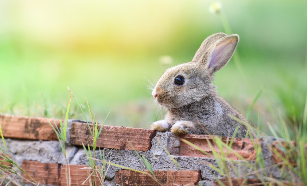 lapin