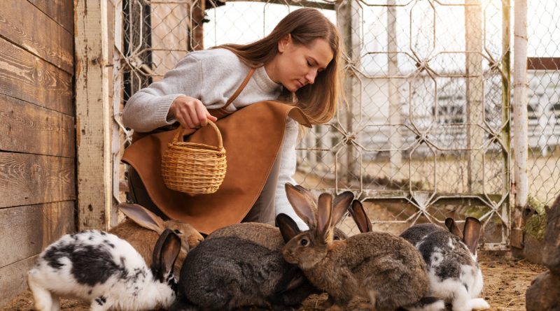 femme qui donne à manger à ses lapins