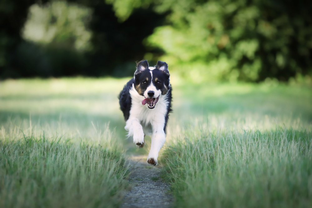chien qui court