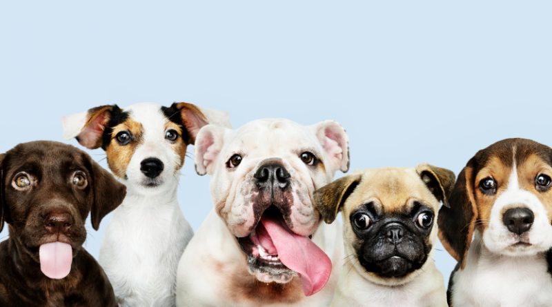 des chiens