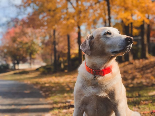 Chien avec un collier anti-aboiement