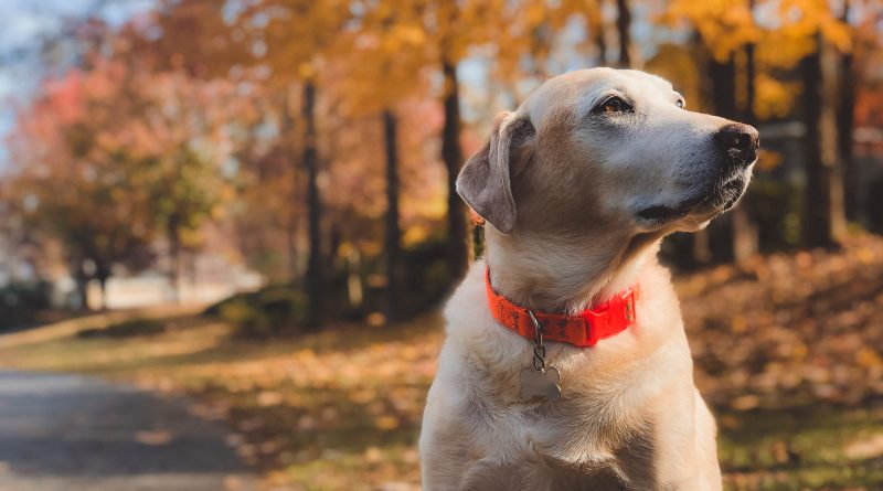 Chien avec un collier anti-aboiement