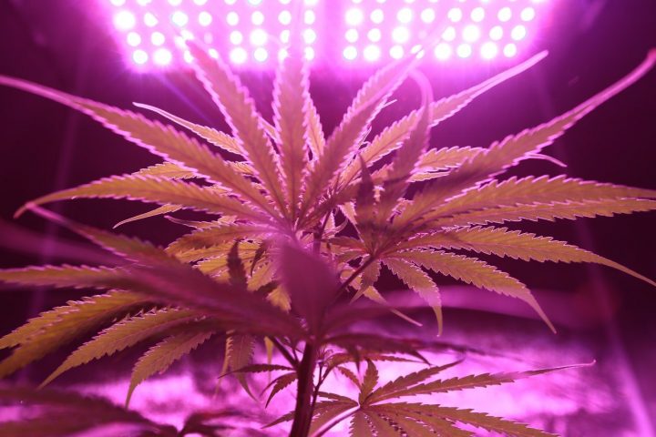 Cannabis Sativa ou indica ?