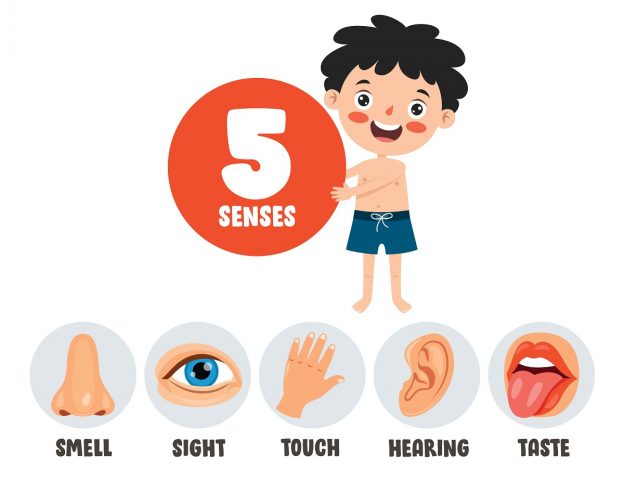 les 5 sens des enfants