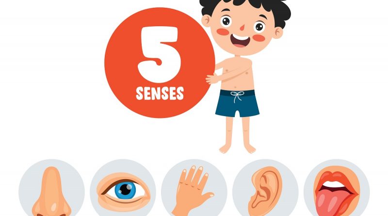 les 5 sens des enfants