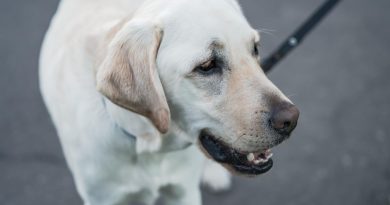 chien blanc