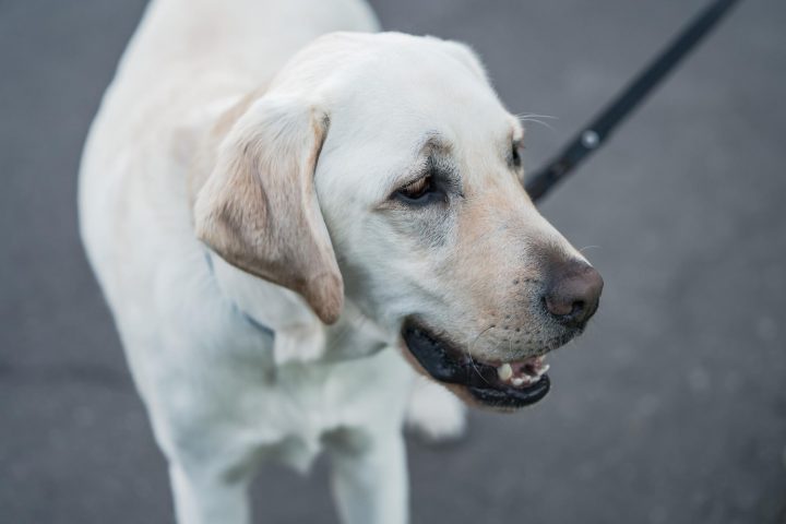 chien blanc