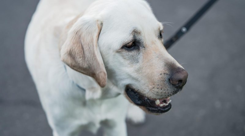 chien blanc