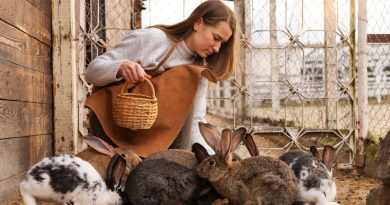 femme qui donne à manger à ses lapins