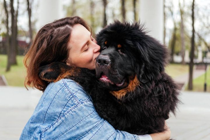 puissance mastiff éducation adoption chien