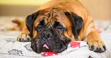 chien mastiff