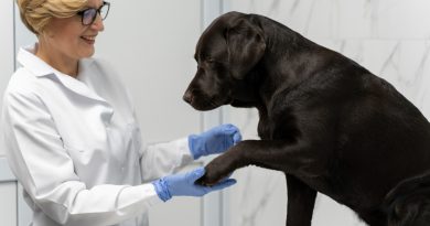 une vétérinaire avec un chien