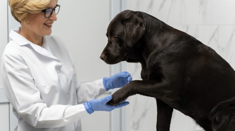 une vétérinaire avec un chien