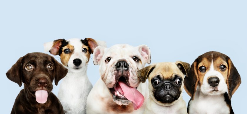 des chiens