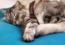 Offrez un matelas tout confort à votre animal domestique
